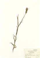 藏品(麥仙翁)的圖片